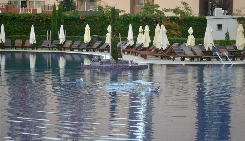 Apartment кв. Чайка Sunny Beach - Apt 31484